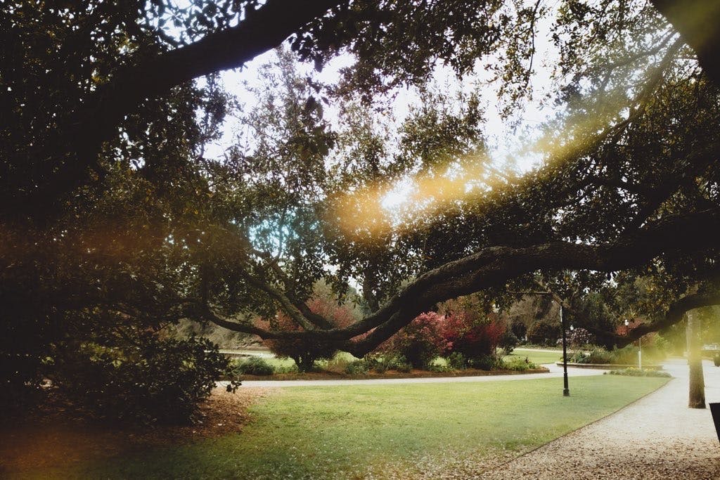 Charleston — Tree